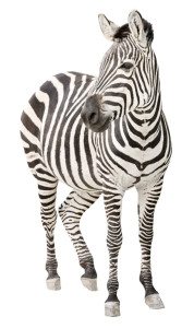 Zebra pregnant front view looking cutout